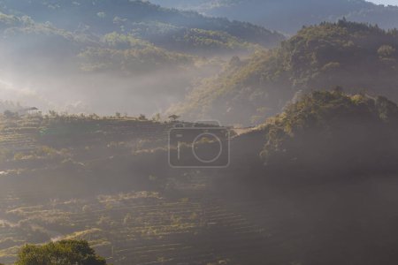 Téléchargez les photos : Plantation de thé champ biologique avec brouillard sur les montagnes montagneuses ensoleillées - en image libre de droit
