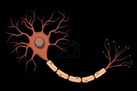 Ilustración de Neurón. Ilustración vectorial aislada de una célula nerviosa. Unidad Básica de Comunicación en el Sistema Nervioso - Imagen libre de derechos