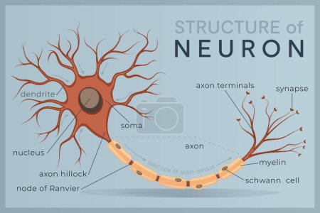 Téléchargez les illustrations : Neurone. Structure et anatomie d'une cellule nerveuse. L'unité de base de la communication dans le système nerveux. Illustration vectorielle isolée - en licence libre de droit