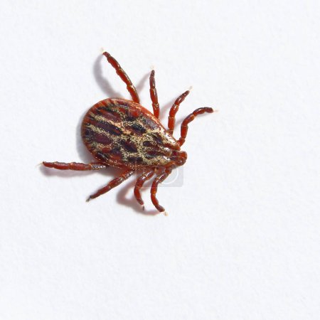Photo for Red tick on white background - Royalty Free Image