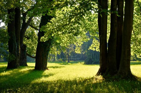 Téléchargez les photos : High trees in the summer park - en image libre de droit