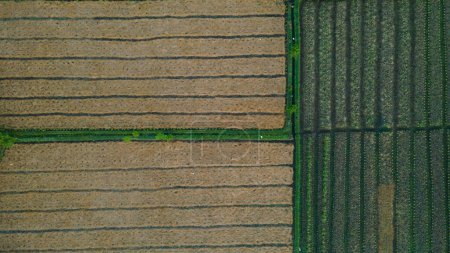 Foto de Aerial view of Pattern agriculture land - Imagen libre de derechos