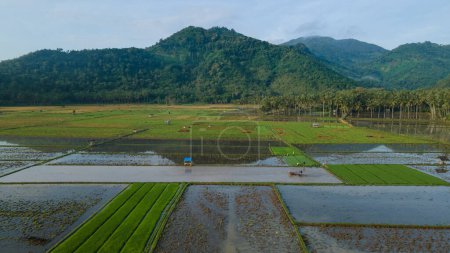 Foto de Aerial view of growing season in rice fields - Imagen libre de derechos