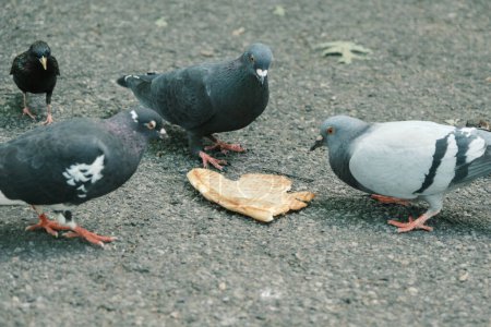 Photo for Pigeons eating a piece of pizza, Tompkins Square Park, Manhattan, New York - Royalty Free Image