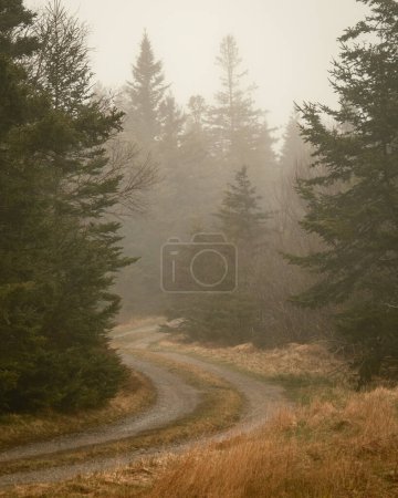 A dirt road with pines in fog in Beals Island, Maine