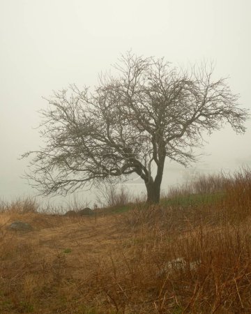 Baum im Nebel, Beals Island, Maine