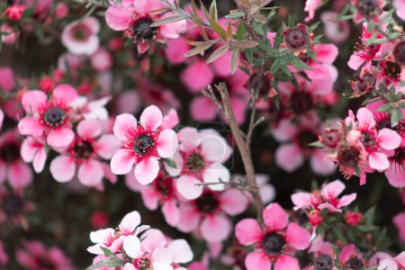 Foto de Imagen de cerca de las flores de Nueva Zelanda Manuka. Su néctar produce miel de Manuka. - Imagen libre de derechos
