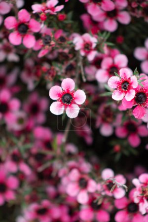 Foto de Imagen de cerca de las flores de Nueva Zelanda Manuka. Su néctar produce miel de Manuka. - Imagen libre de derechos