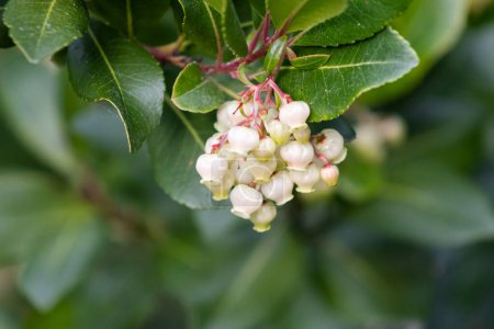 Arbutus unedo, commonly known as the strawberry tree, or chorleywood, is an evergreen shrub or small tree in the family Ericaceae, native to the Mediterranean Basin and Western Europe.