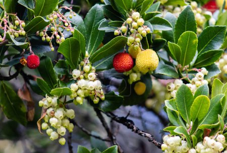 Arbutus unedo, allgemein als Erdbeerbaum oder Chorleywood bekannt, ist ein immergrüner Strauch oder kleiner Baum aus der Familie der Ericaceae, der im Mittelmeerraum und in Westeuropa beheimatet ist..