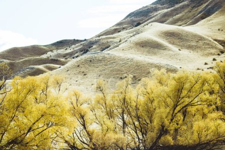 Background image of the rolling yellow landscape of Lindis Pass, Central Otago, New Zealand, in autumn.