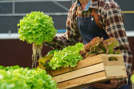 Téléchargez les photos : Fermier mâle portant le panier et récoltant des légumes de salade frais en serre de ferme hydroponique. - en image libre de droit