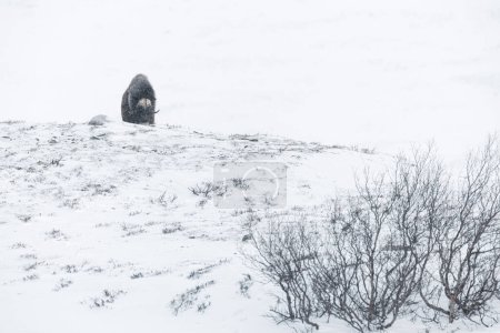 Foto de Buey almizclero en las montañas del Dovre en el invierno extremo y tormenta de nieve, Dovrefjell, Noruega. - Imagen libre de derechos