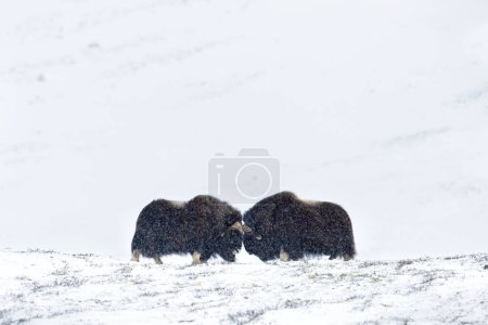 Photo for Musk Ox Fighting in Dovre mountains in snow blizzard in winter, Dovre, Norway. Butt heads and slamming into one another. - Royalty Free Image