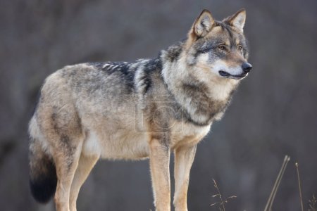 Close-up of male grey wolf standing on a rock in the forest observing. Wolf in profile.