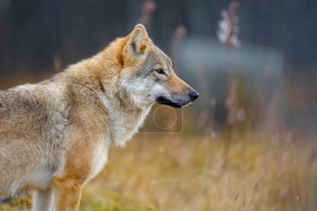 Close-up of alert female grey wolf standing in the forest observing. Wolf in profile.