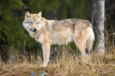 Foto de Joven lobo gris en el bosque mirando a la cámara. - Imagen libre de derechos