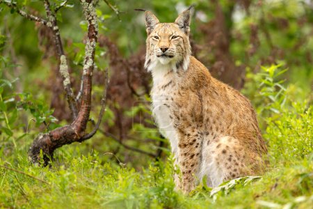 Un lynx brun clair avec des taches sombres et des rayures se trouve sur ses pattes postérieures dans une zone herbeuse en été. Il a des oreilles pointues avec des touffes de fourrure et regarde la caméra.