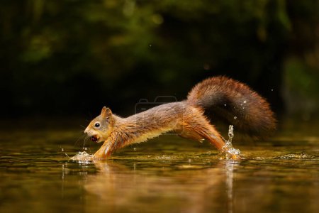 Téléchargez les photos : Un écureuil roux sauvage avec des noix dans la bouche saute dans l'eau. Étang naturel dans la forêt en été. - en image libre de droit