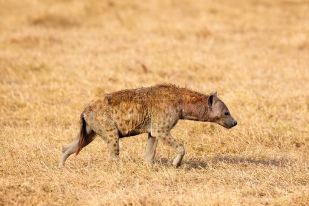 A solitary spotted hyena walks across the dry savannah grasslands during a safari adventure in Tanzania, showcasing wildlife in its natural habitat.