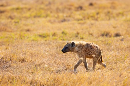 Eine einsame Hyäne spaziert während einer Safari in Tansania durch die goldenen Gräser der Savanne und zeigt Tiere und Natur.