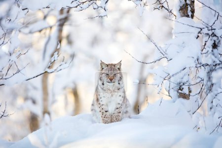 A serene lynx sits amidst a snowy landscape in the Nordic wild, exuding calm and sovereignty over its territory.