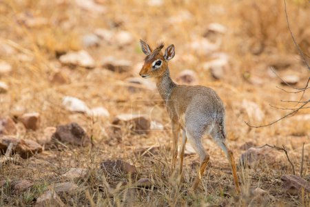 Eine kleine Dik-dik Antilope steht während einer Safari in Afrika im trockenen Grasland und zeigt Tiere und Natur.