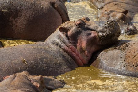 Close-up of peaceful hippos submerged in water during a sunny day on an African safari adventure, showcasing wildlife and natural habitat.