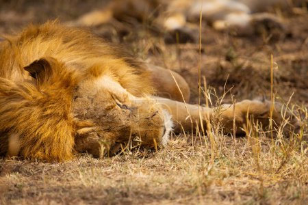 An up-close look at an African lion resting in its natural habitat during a safari adventure, capturing the essence of wildlife and nature.