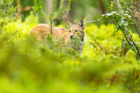 A majestic lynx prowls through a lush green forest, showcasing the beauty and alertness of this wild feline in its natural habitat.