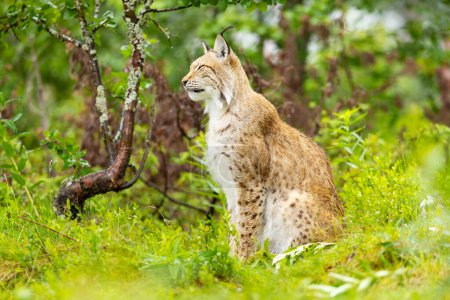 A majestic lynx sits quietly in a lush green forest, offering a glimpse of the natural Scandinavian wildlife habitat.