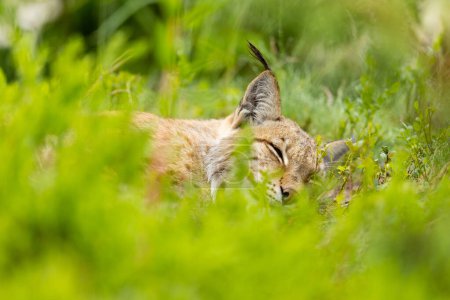 Close-up of a lynx enjoying a peaceful nap amidst dense green vegetation in a Scandinavian forest. Nature and wildlife in its serene glory.