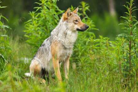 Wild wolf sitting in a lush green forest in the rain, showcasing Scandinavian wildlife in its natural habitat. Perfect for nature and wildlife photography enthusiasts.