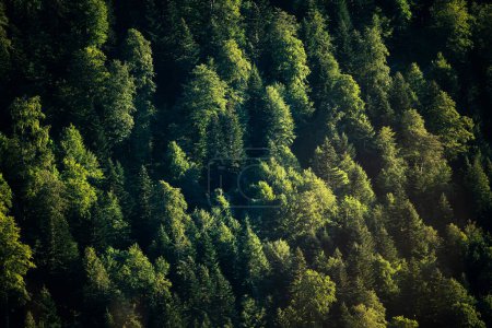 Foto de Árboles verdes. Paisaje primer plano de algunos árboles verdes para un fondo de cuidado del planeta verde, productos ecológicos y el cambio climático. - Imagen libre de derechos