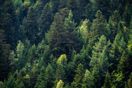 Téléchargez les photos : Des pins verts. Gros plan paysage de quelques arbres dans les montagnes. Contexte pour le concept d'écologie, prendre soin de la planète et la pensée verte. - en image libre de droit