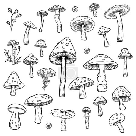 Photo for Mushroom vector clip art collection. Mushroom hand drawn sketch vector illustration isolated on white background. - Royalty Free Image