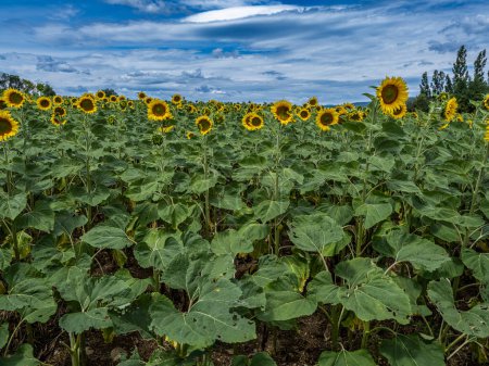 Photo for Sunflower field with cloudy sky, beautiful landscape - Royalty Free Image