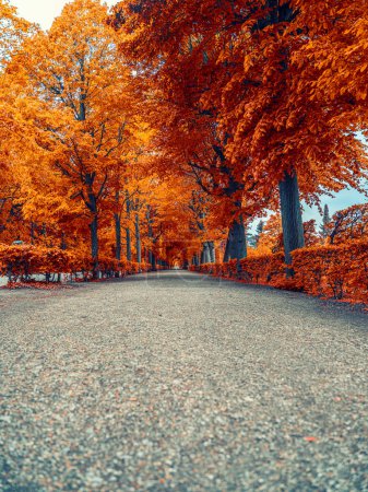 Foto de Callejón de otoño en el parque con hojas amarillas - Imagen libre de derechos