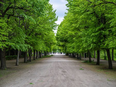 Photo for Beautiful green alley in the city park - Royalty Free Image