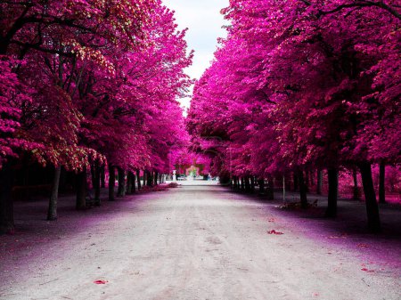 Téléchargez les photos : Arbres roses et ciel bleu dans le parc, ruelle dans le parc, paysage d'automne - en image libre de droit