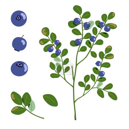 Illustration des Heidelbeervektors. Nördlich blaue Waldbeeren und Zweige mit Blättern auf weißem Hintergrund. Handgezeichneter Cartoon natürliche gesunde biologische Lebensmittel mit Vitaminen und Antioxidantien