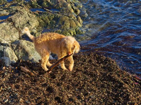 Lagotto Romagnolo orange puppy playing with driftwood at the shore of Sidney BC