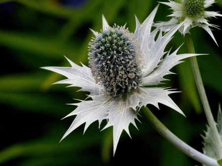 Miss Wilmotts Ghost (Eryngium giganteum) flowers close-up in early summer