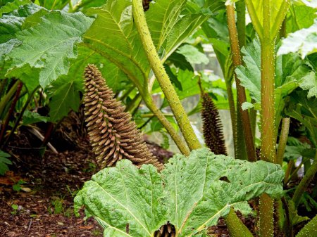 Photo for Gunnera tinctoria grows in the Beacon Hill park of Victoria BC - Royalty Free Image
