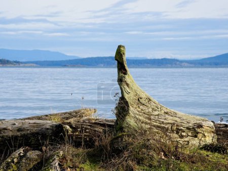 Téléchargez les photos : Bois flotté à Island View Beach lors de la journée d'hiver sereine, île de Vancouver, C.-B. Canada - en image libre de droit