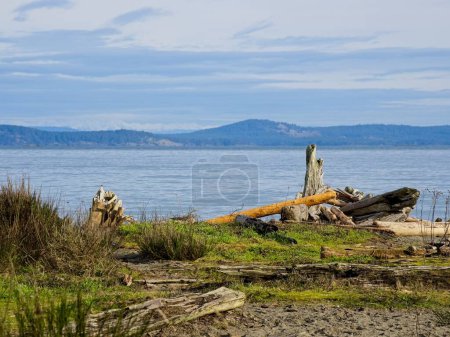 Téléchargez les photos : Bois flotté à Island View Beach lors de la journée d'hiver sereine, île de Vancouver, C.-B. Canada - en image libre de droit