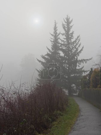 Foto de Pasarela de área residencial cubierta de densa niebla durante el invierno en Greater Victoria, BC - Imagen libre de derechos