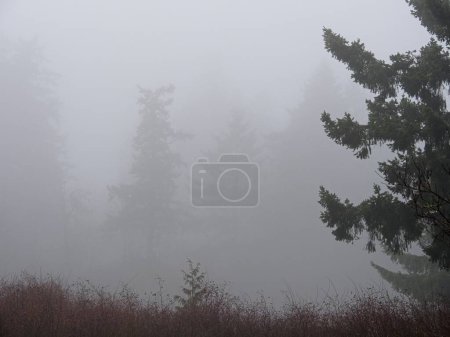 Téléchargez les photos : Passerelle résidentielle couverte de brouillard dense durant l'hiver dans le Grand Victoria (C.-B.) - en image libre de droit