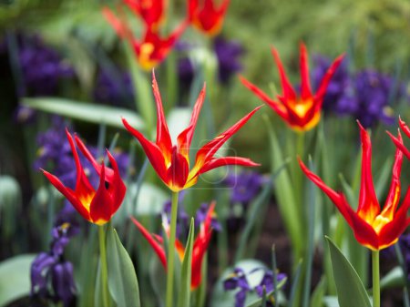 Red Tulip Acuminata, Flamelike Botanical Tulips, Lady tulips