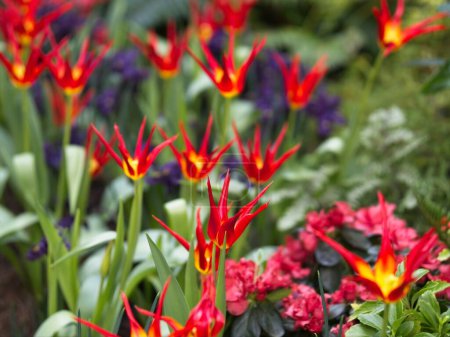Red Tulip Acuminata, Flamelike Botanical Tulips, Lady tulips